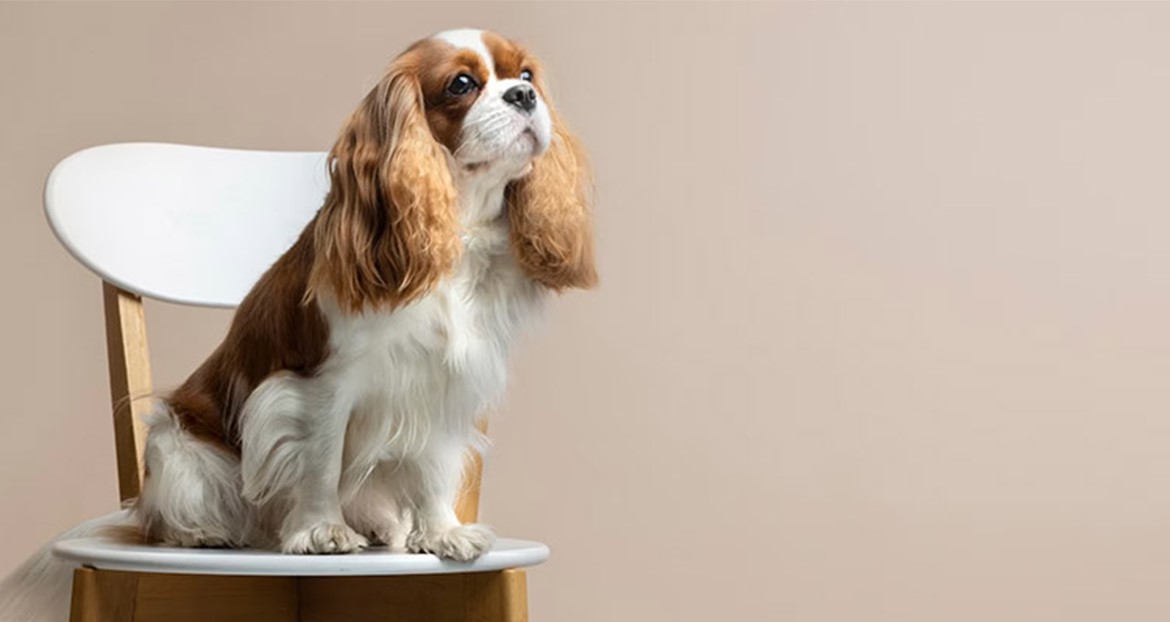 Köpeklerde Sosyalizasyonun Önemi ve Yöntemleri