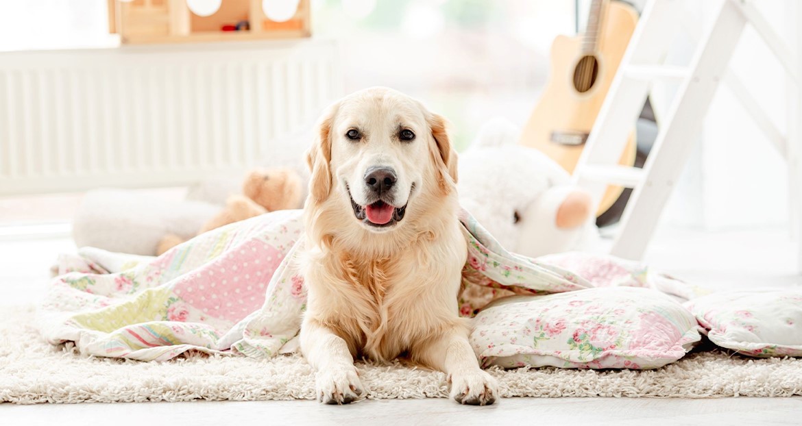 Köpeğinize Temel İtaat Komutlarını Öğretmenin Yolları