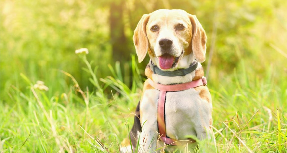 Evde Kolayca Uygulanabilecek Temel Köpek Eğitim Teknikleri