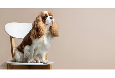 Köpeklerde Sosyalizasyonun Önemi ve Yöntemleri, Köpeklerde Sosyalizasyonun Önemi ve Yöntemleri