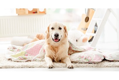 Köpeğinize Temel İtaat Komutlarını Öğretmenin Yolları, Köpeğinize Temel İtaat Komutlarını Öğretmenin Yolları