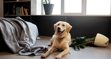 Köpeğime Temel İtaat Komutlarını Nasıl Öğretebilirim?, Köpeğime Temel İtaat Komutlarını Nasıl Öğretebilirim?