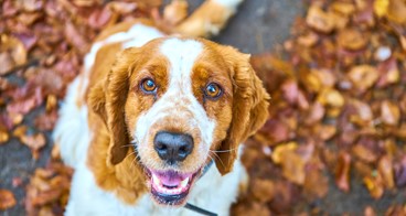 Köpeğimi Ne Zaman Eğitmeye Başlamalıyım?, Köpeğimi Ne Zaman Eğitmeye Başlamalıyım?