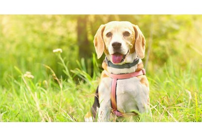 Evde Kolayca Uygulanabilecek Temel Köpek Eğitim Teknikleri, Evde Kolayca Uygulanabilecek Temel Köpek Eğitim Teknikleri