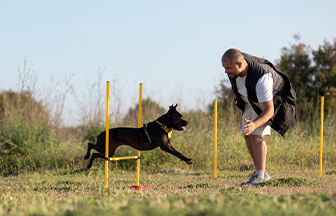 İleri İtaat Eğitimi
