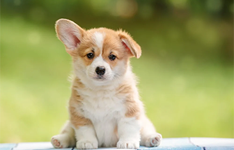 Yavru Köpek Eğitimi