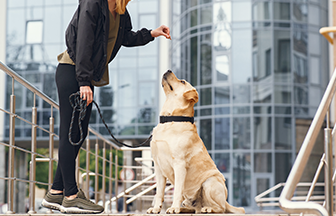 Temel İtaat Eğitimi