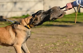 Bodyguard (Koruma) Eğitimi