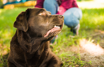 Davranış Bozukluğu